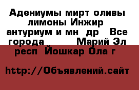 Адениумы,мирт,оливы,лимоны,Инжир, антуриум и мн .др - Все города  »    . Марий Эл респ.,Йошкар-Ола г.